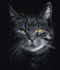 chat
