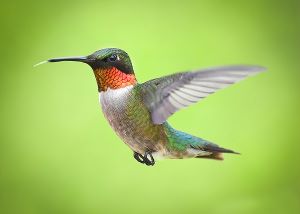 colibri candi foltz l23EsqKgDts unsplash