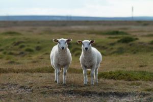 jumeau jorgen haland 4yOgRb b i4 unsplash